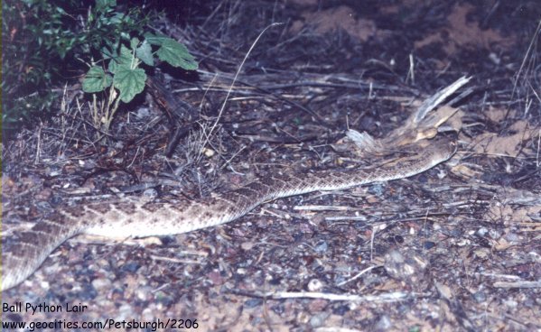 Rattlesnake