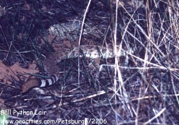 Rattlesnake Tail
