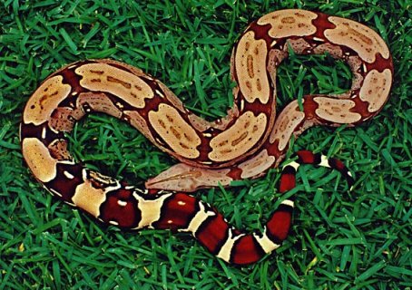 large red tail boa large red tail boa
