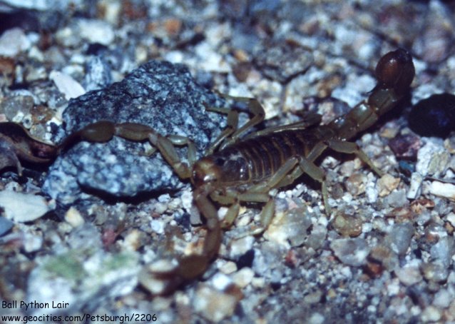 Scorpion