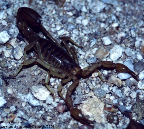 Scorpion