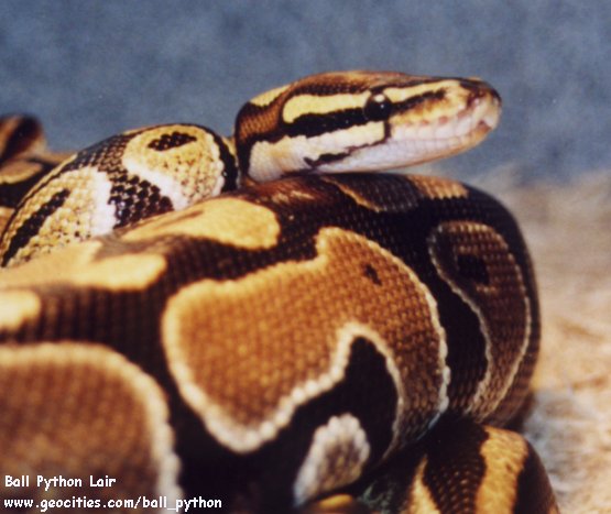 Ball Python Lair