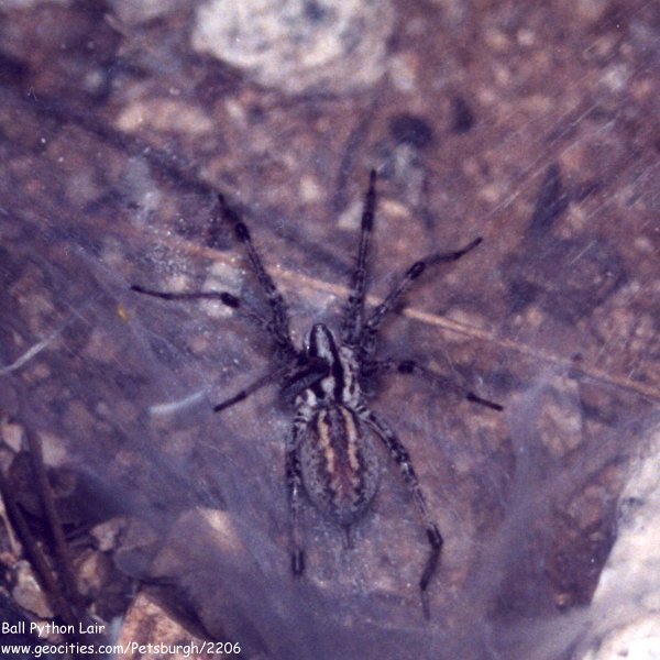Spider