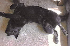 kuma heso