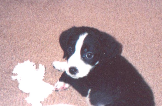 Pochi puppy1