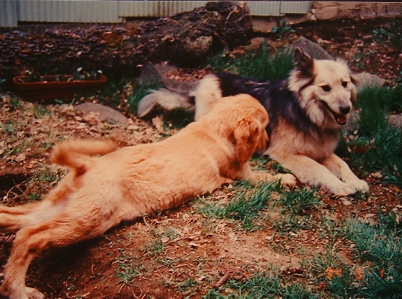 wochika_bisspuppy