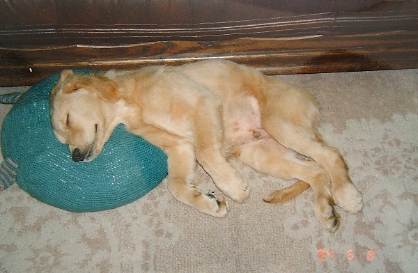 bisspuppy