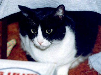 Cleo - D'oh!