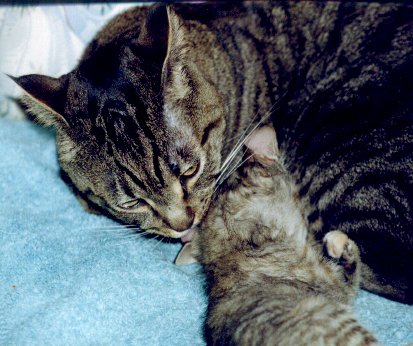 Grooming her