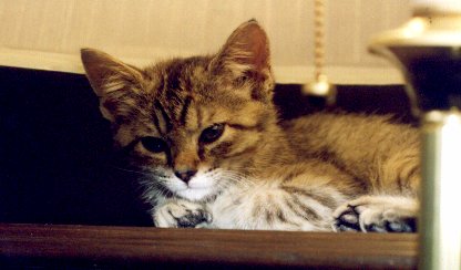 Warm under the lamp!