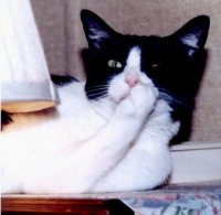 Cleo's Paws!