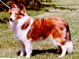 Torrie.jpg - 40909 Bytes