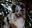 talic.jpg - 2711 Bytes