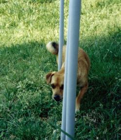 Learning Poles