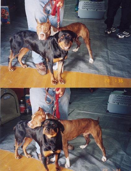 The Pit Bulls