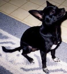 Bugsy