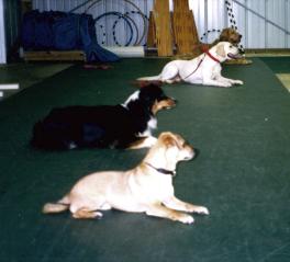 Group down stay