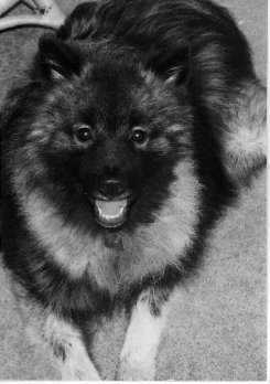 Ozzie