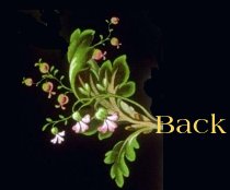 floral1back.jpg