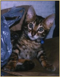 rajahbaby.jpg - 14392 Bytes