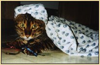 supercat.jpg - 10670 Bytes