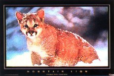 Mountain Lion
