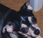 Chiquita