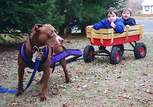 Loney pulling wagon