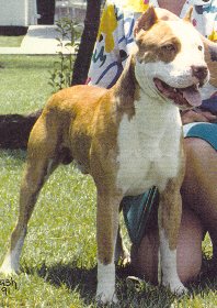 Archie