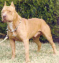 Oscar