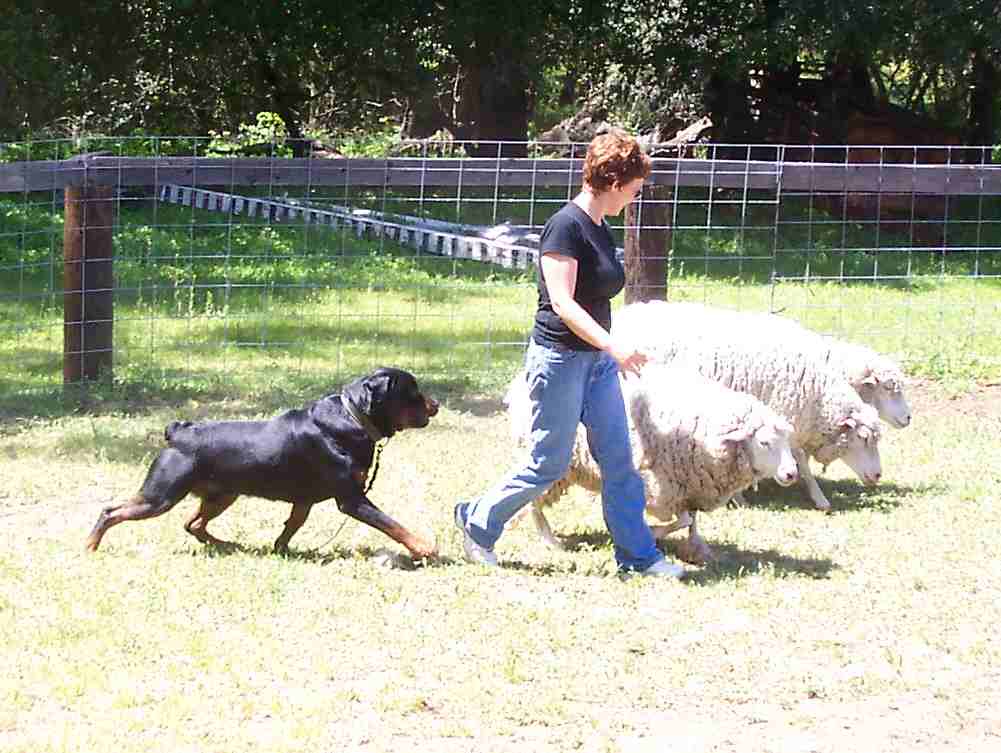 Daniel herding sheep