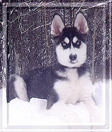 In the snow