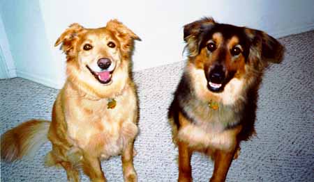 Dogs sitting pretty