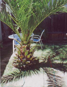 Yard before