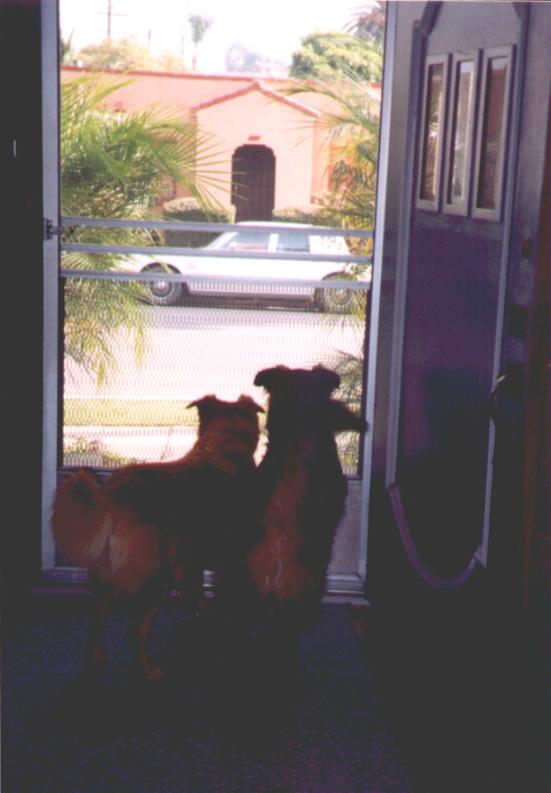 Guarding the house