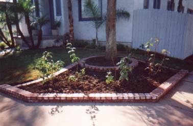 Rose garden