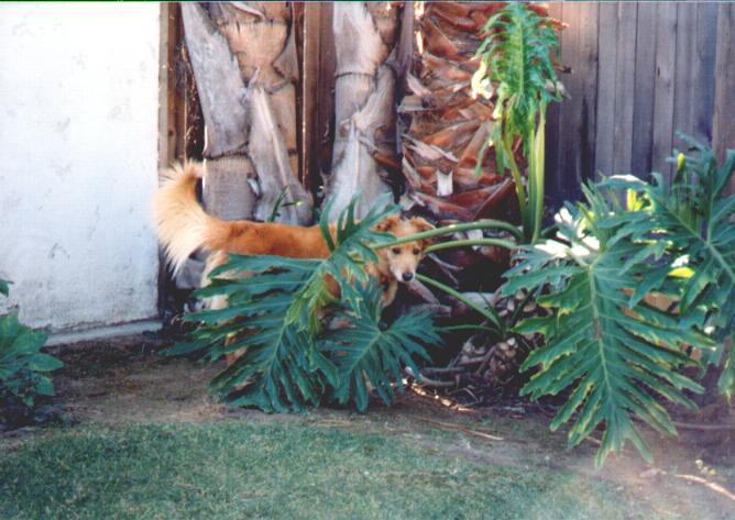Sandy of the jungle