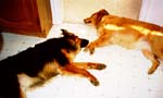 Let sleeping dogs lie