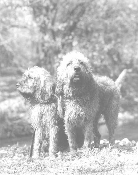 otter bw field 2.jpg (27036 bytes)