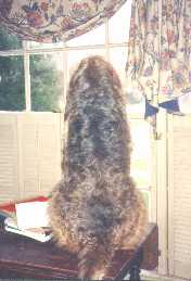 otter waiting at window.jpg (7783 bytes)