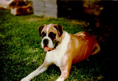 elvis_02.jpg