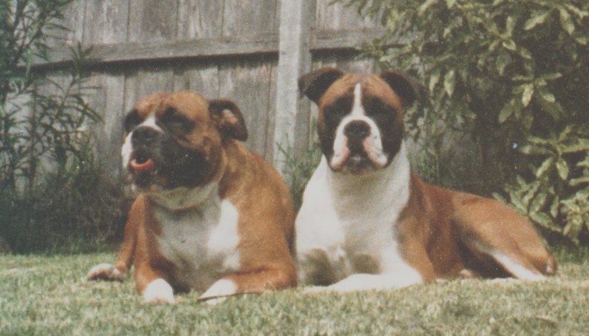 shane_tessie03.jpg