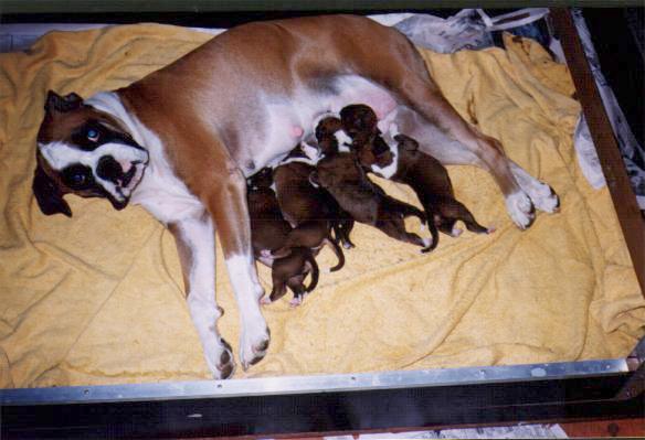 nikitapups.jpg
