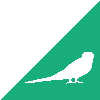 Corner Budgie