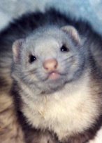 Ferret Wise