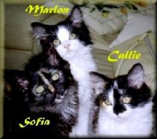 Kitties from Norway