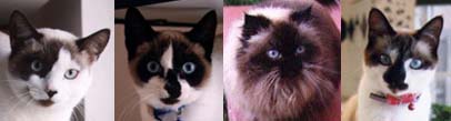 Mocha, Smudge, Ginger  and Lucy