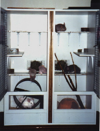 ChinBin Cage