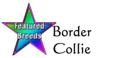 feat_bordercollie.jpg (12594 bytes)