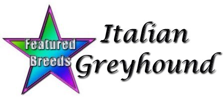 feat_it_greyhound.jpg (16806 bytes)